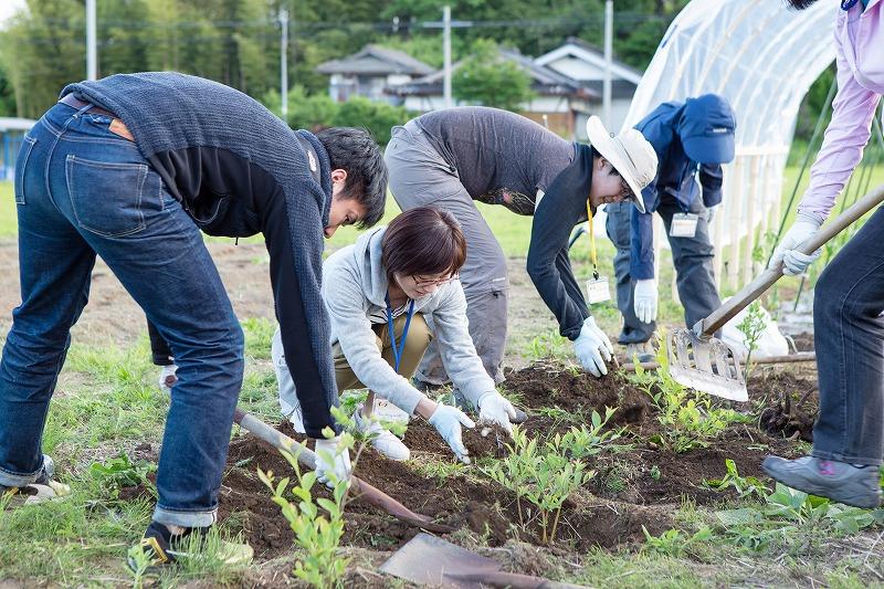 畑草取り、野菜収穫