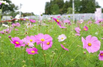 秋桜まつり準備